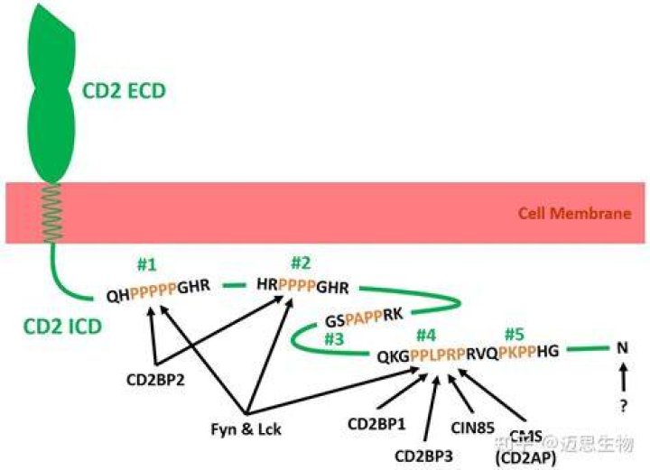 cd2
