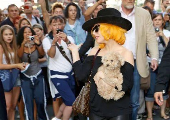 Lady Gaga Dognapper Tried To Claim $500k Reward Before Being Indicted