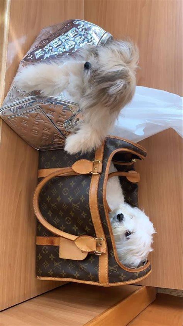 Puppy Purses More Expensive Than Some Cars!