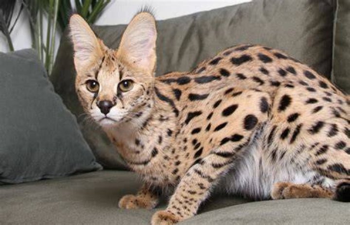 The Worlds Most Expensive Cat Breed